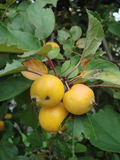 Malus floribunda fruit